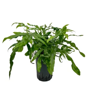 Davalia microsorum 40 25 Bush 15-19