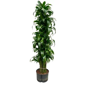 Dracaena ‘Dorado’ 160 90 verzweigt 28-19