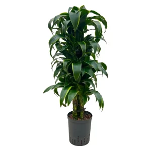 Dracaena ‘Dorado’ 90 30 verzweigt 18-19