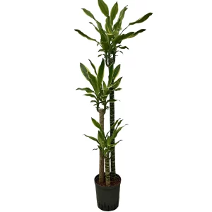 Dracaena ‘Gold Coast’ 130 35 90-60-30 18-19