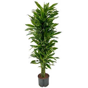 Dracaena ‘Gold Coast’ 170 50 verzweigt 25-19