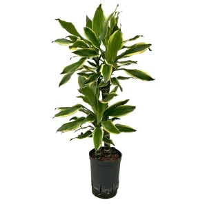 Dracaena ‘Gold Coast’ 80 30 45-15 15-19