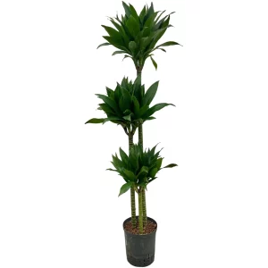 Dracaena ‘Green Jewel’ 130 40 90-60-30 18-19