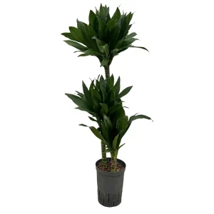 Dracaena ‘Green Jewel’ 90 30 60-30-15 15-19