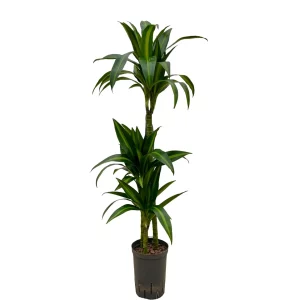Dracaena ‘Hawai Sunshine’ 100 40 60-30-15 15-19