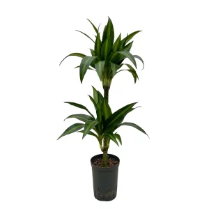 Dracaena ‘Hawai Sunshine’ 70 30 45-15 15-19