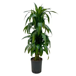 Dracaena ‘Hawai Sunshine’ 90 30 verzweigt 18-19