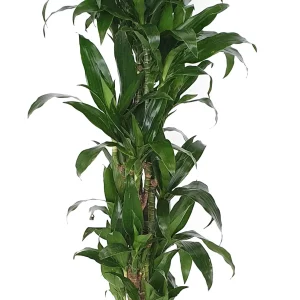 Dracaena ‘Janet Graig’ 120 50 verzweigt 22-19