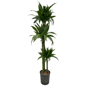 Dracaena ‘Janet Graig’ 130 35 90-60-30 18-19