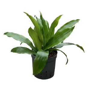 Dracaena ‘Janet Graig’ 30 30 2pp 13-12