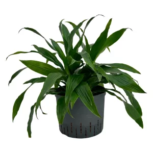 Dracaena ‘Janet Graig’ 40 35 3pp 25-19