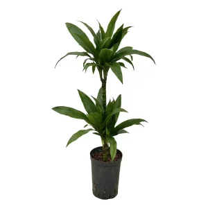 Dracaena ‘Janet Graig’ 80 30 45-15 15-19
