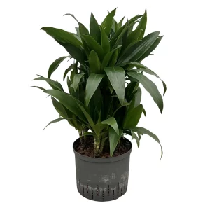 Dracaena ‘Janet Graig’ 80 50 6pp 25-19