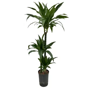 Dracaena ‘Janet Graig’ 90 35 60-30-15 15-19