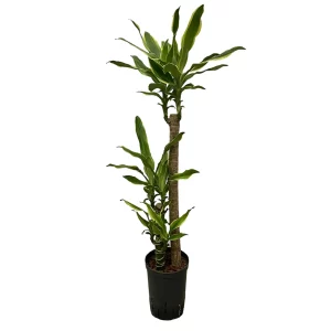 Dracaena ‘Gold Coast’ 90 35 60-30-15 15-19